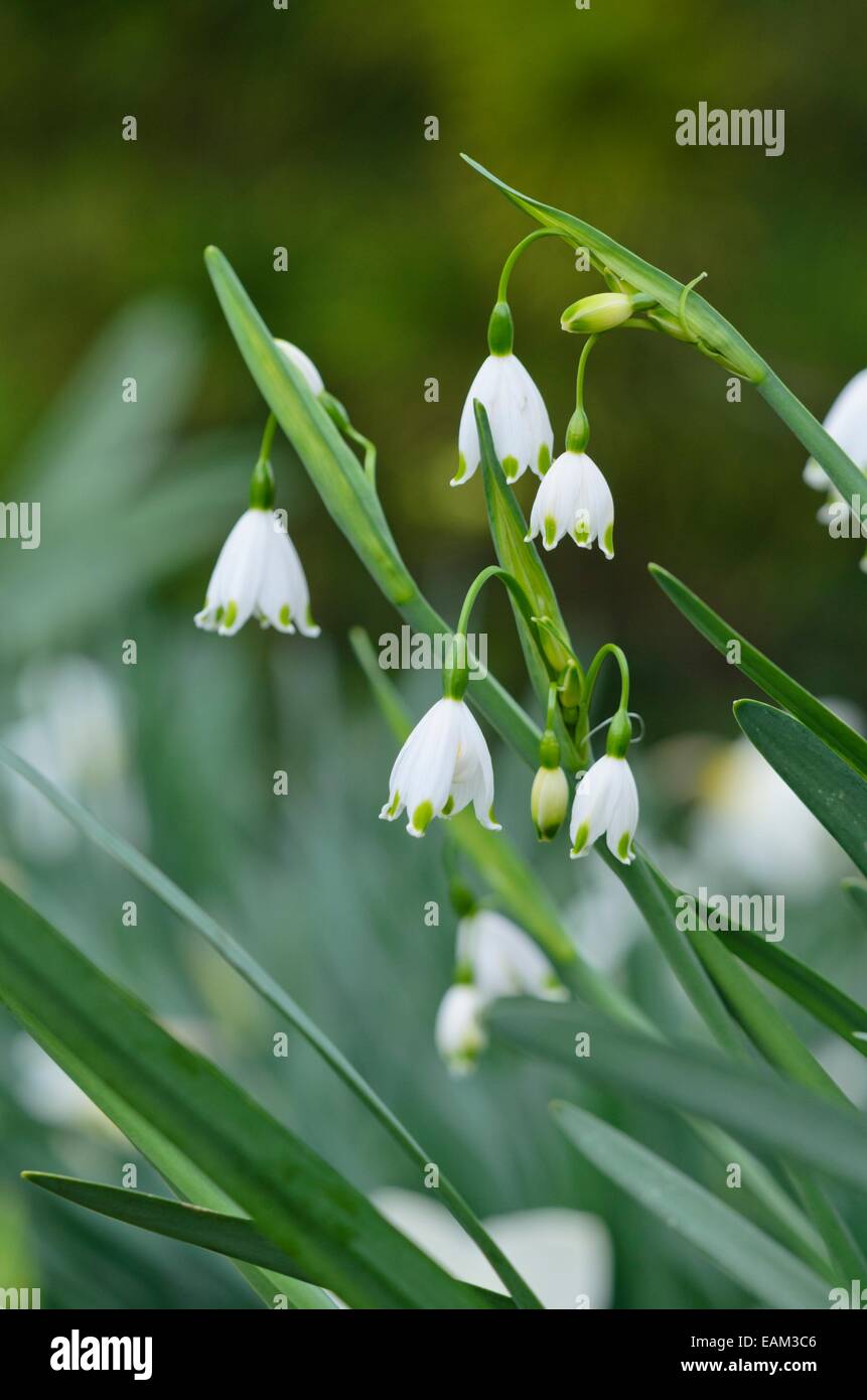 In estate il simbolo del fiocco di neve (Leucojum aestivum gravetye "Giant") Foto Stock