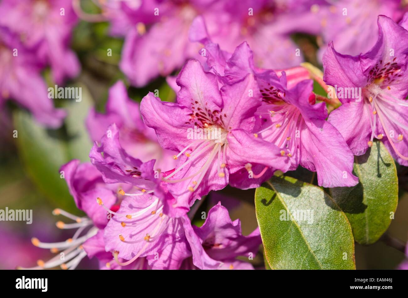 Rhododendron (Rhododendron rubiginosum) Foto Stock