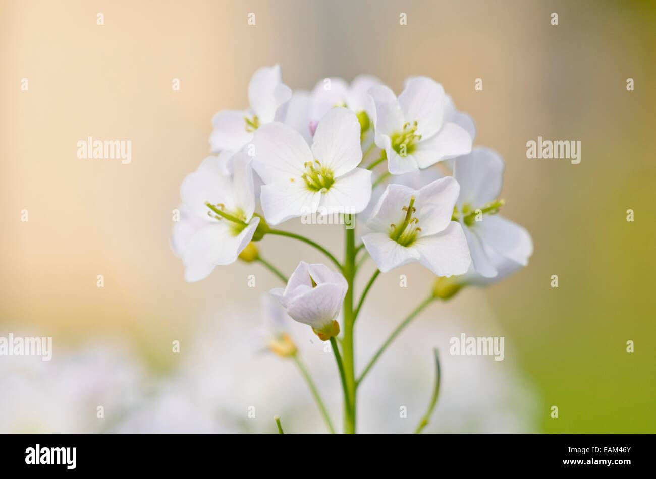 Il cuculo fiore (cardamine pratensis) Foto Stock