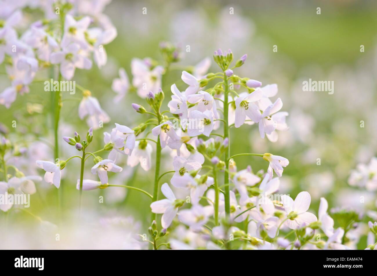 Il cuculo fiore (cardamine pratensis) Foto Stock