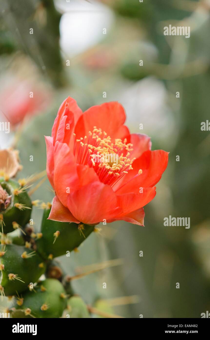 Opuntia di ficodindia immagini e fotografie stock ad alta risoluzione ...