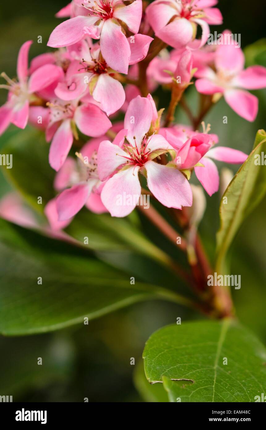 Indian biancospino (rhaphiolepis indica 'primavera') Foto Stock