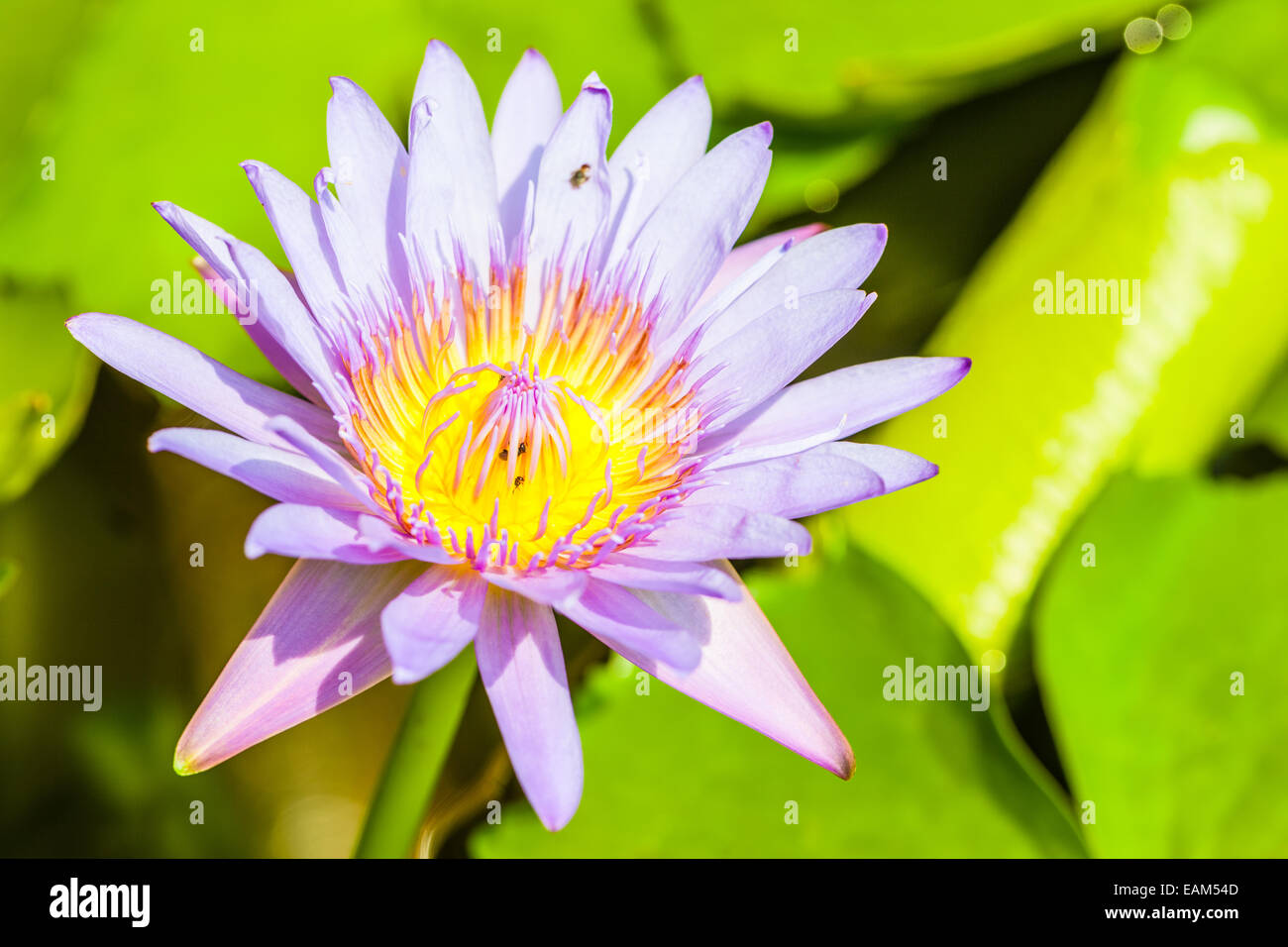 Ripresa macro di un fiore di loto o ninfea bianca Foto Stock
