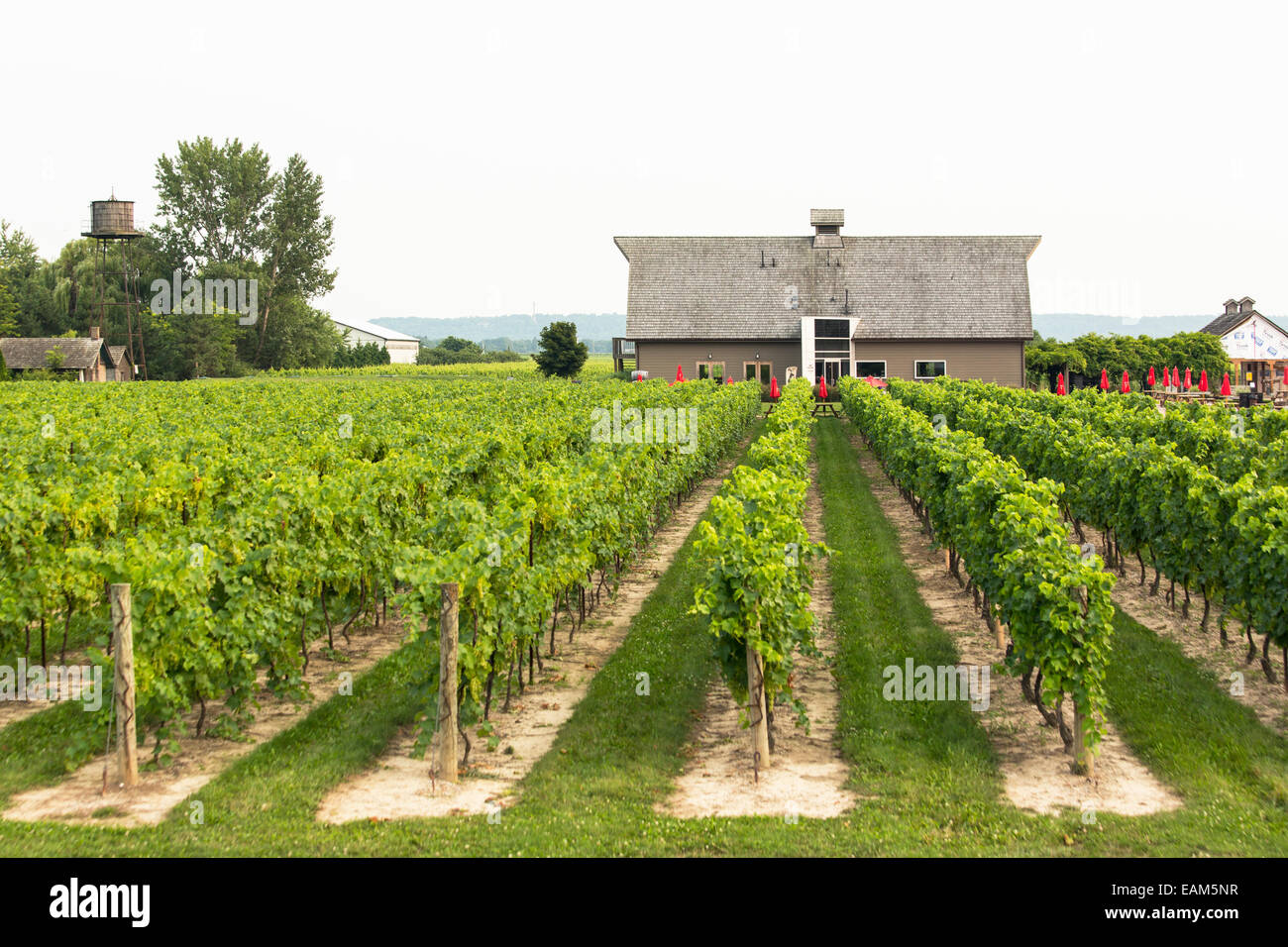 Canada Ontario, Niagara sul lago, Inniskillin Cantina, filari di viti in un vigneto con una cantina di costruzione Foto Stock