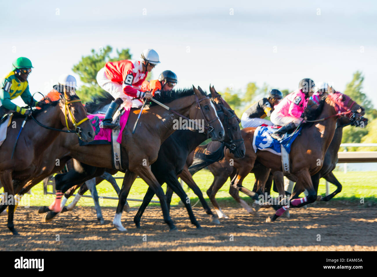 Canada,Ontario,Fort Erie, Fort Erie Race Track, cavallo di razza Foto Stock