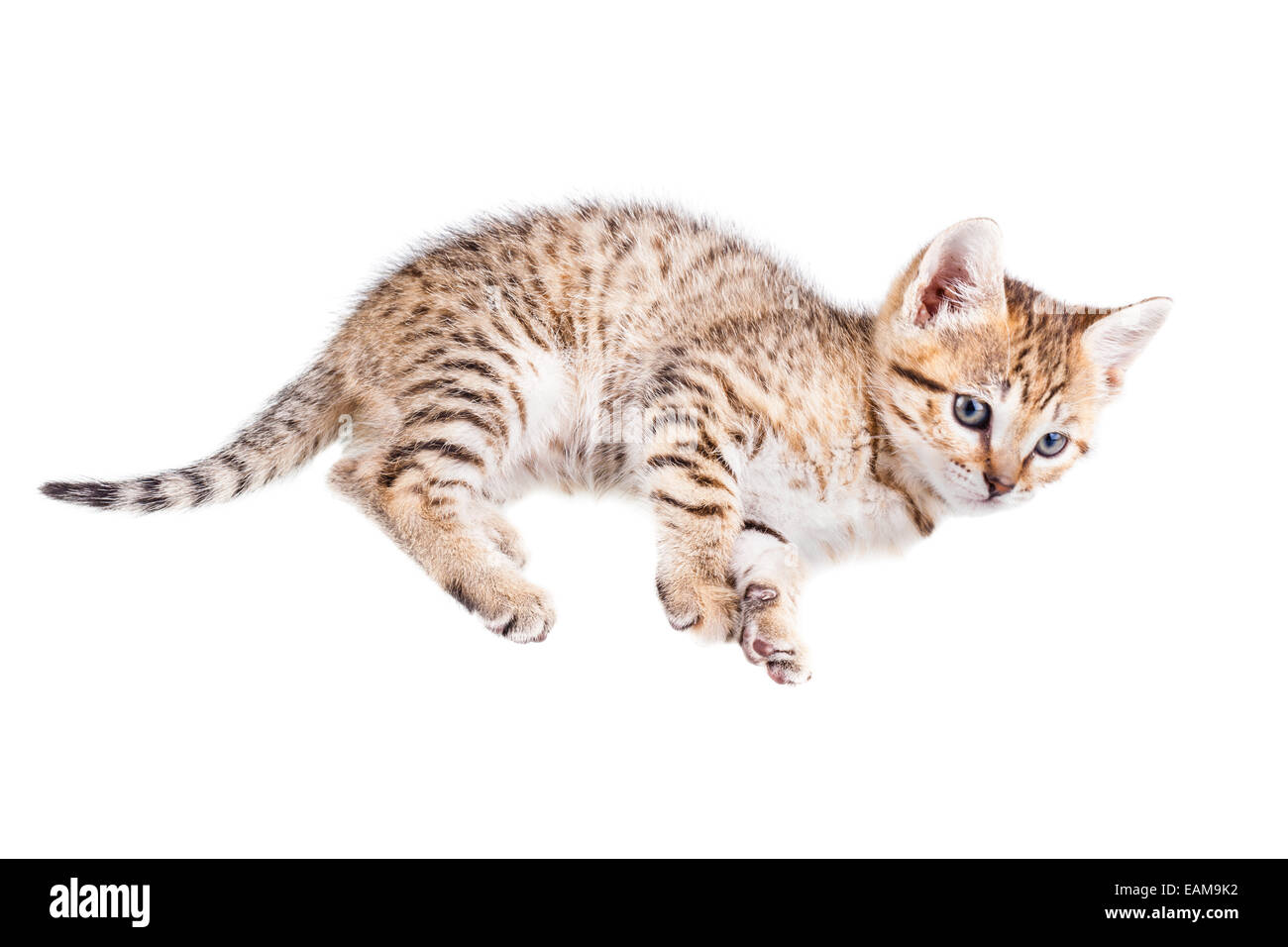 Un grazioso piccolo gattino isolate su un puro sfondo bianco Foto Stock