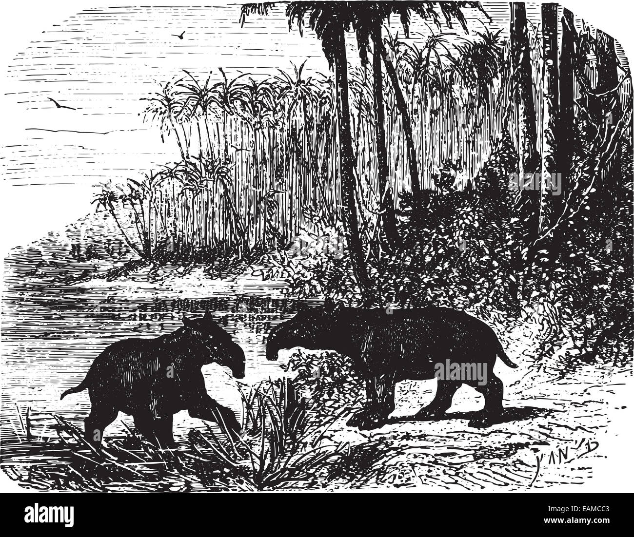 Due Formichieri giganti nella foresta, vintage illustrazioni incise. Animaux Sauvages et Domestiques - per i bambini - 1892. Foto Stock