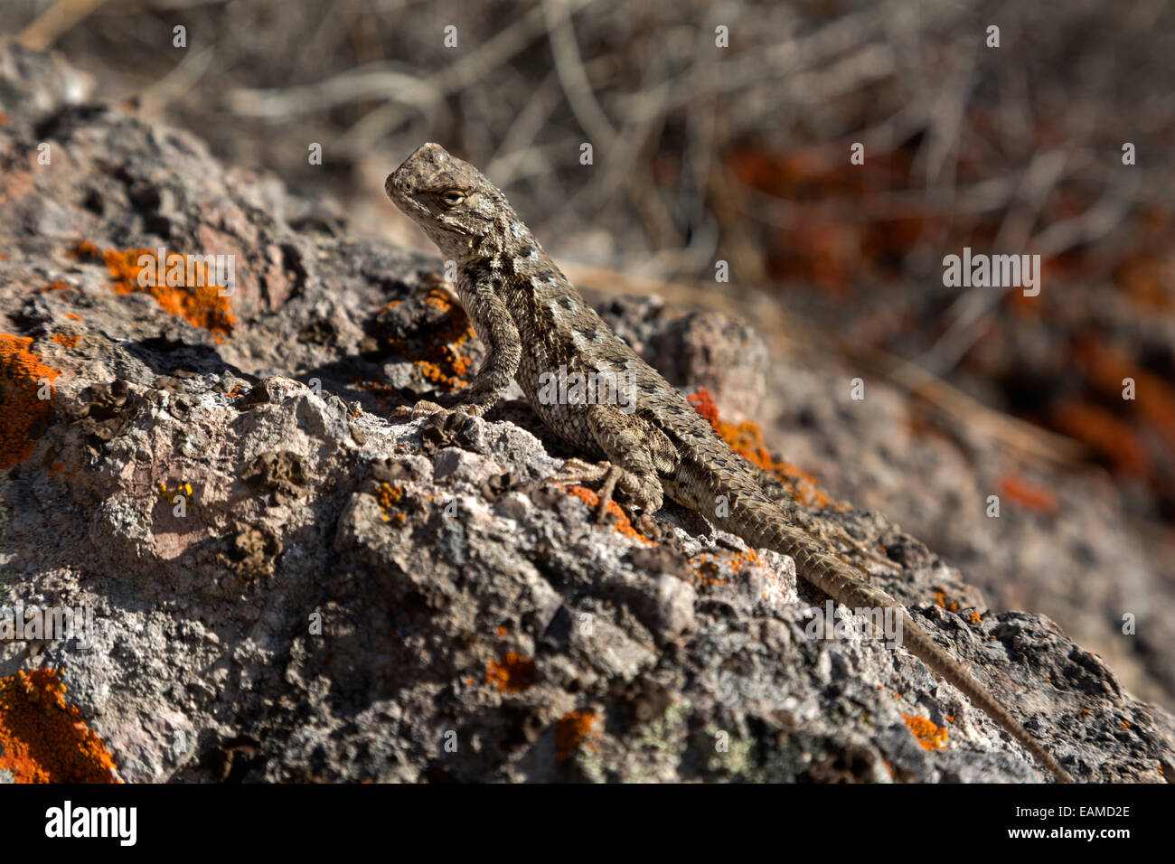 CA02396-00...CALIFORNIA - Lizard ensoleillement lungo le alte vette Trail in pinnacoli del Parco Nazionale. Foto Stock