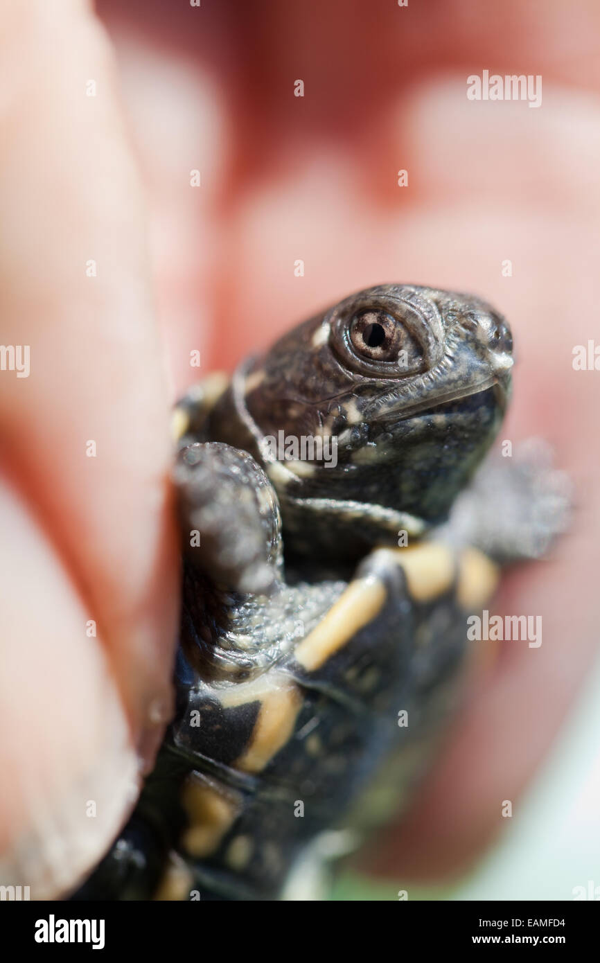 Testuggine palustre (Emys orbicularis). Hatchling tenuto in una mano che mostra "uovo dente" al di sotto di narici e sulla punta della tomaia mandibl Foto Stock