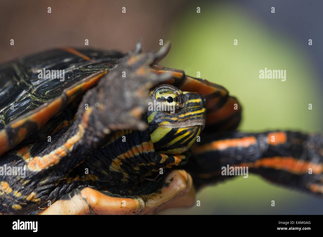 Sud del dipinto di tartaruga (Chrysemys picta dorsalis). Testa, con occhio, mostrando orizzontale striscia scura, incorniciato da arto anteriore destro. Foto Stock