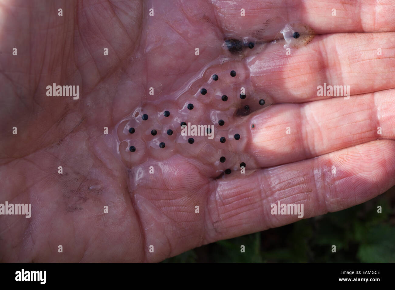 Comune di erba o rana (Rana temporaria). Piccolo campione di spawn tenuto sul palmo della mano umana. Le singole uova avvolte in jelly Foto Stock