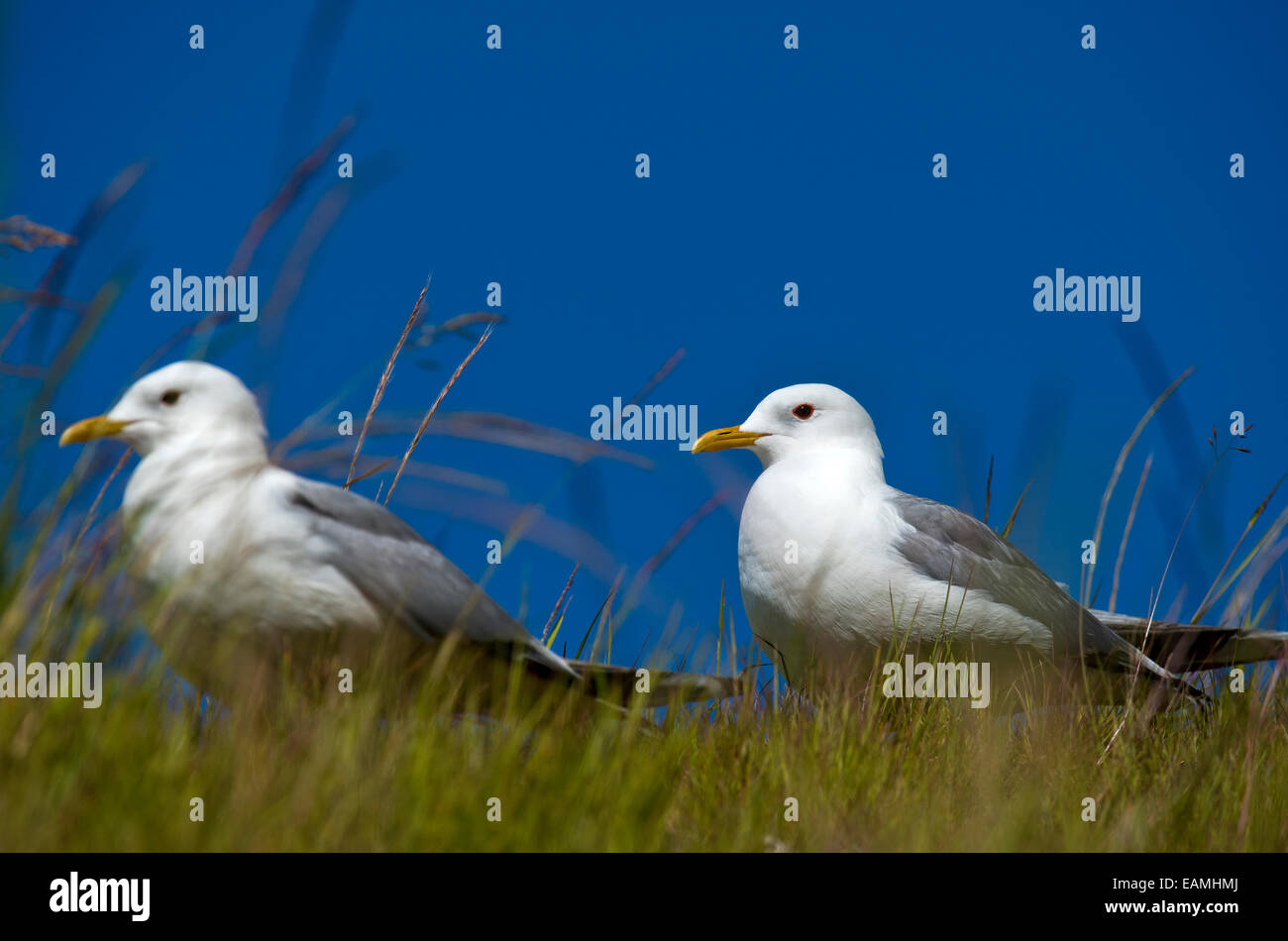 Un giovane europeo dei gabbiani reali (Larus argentatus), Norvegia Foto Stock