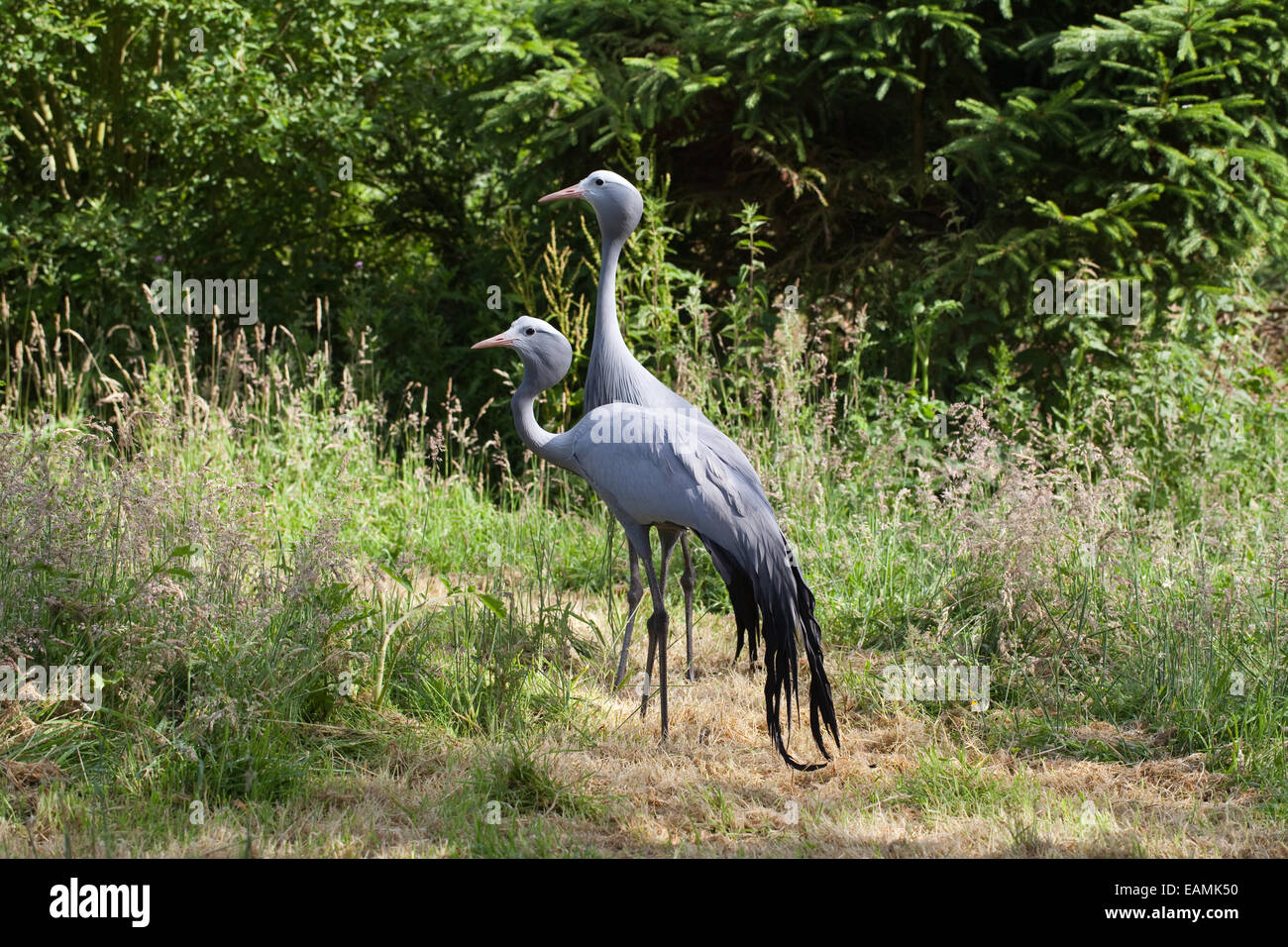 Blu, il paradiso o Stanley gru (Anthropoides paradisaea). Coppia. Coppia per tutta la vita. Coppia permanente legame. Anteriore femmina. Foto Stock