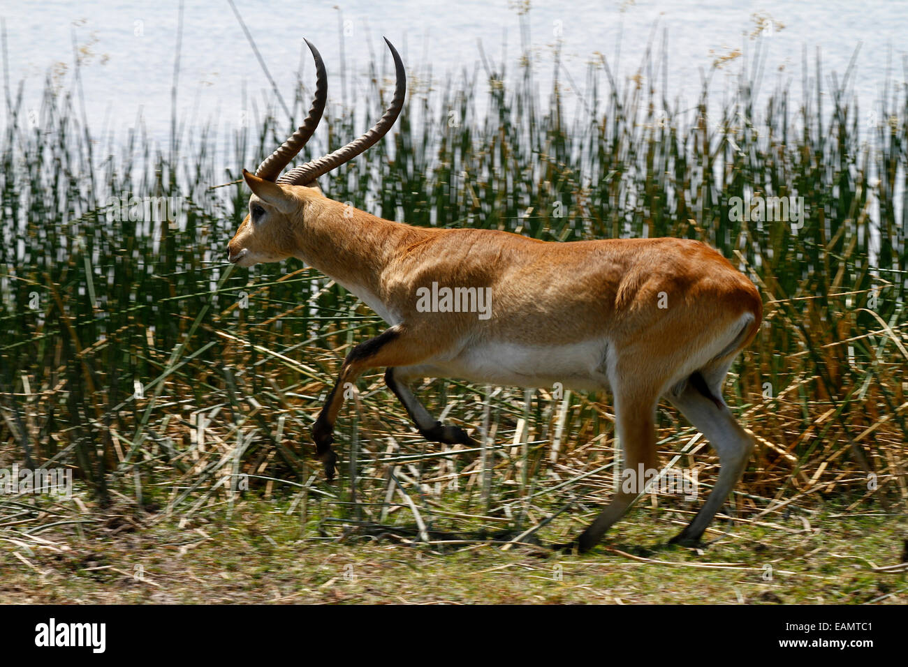 Ad esecuzione rapida Lechwe antilopi, le lunghe corna a spirale si trovano solo sui maschi. Essi mangiano piante acquatiche e hanno gambe impermeabile Foto Stock