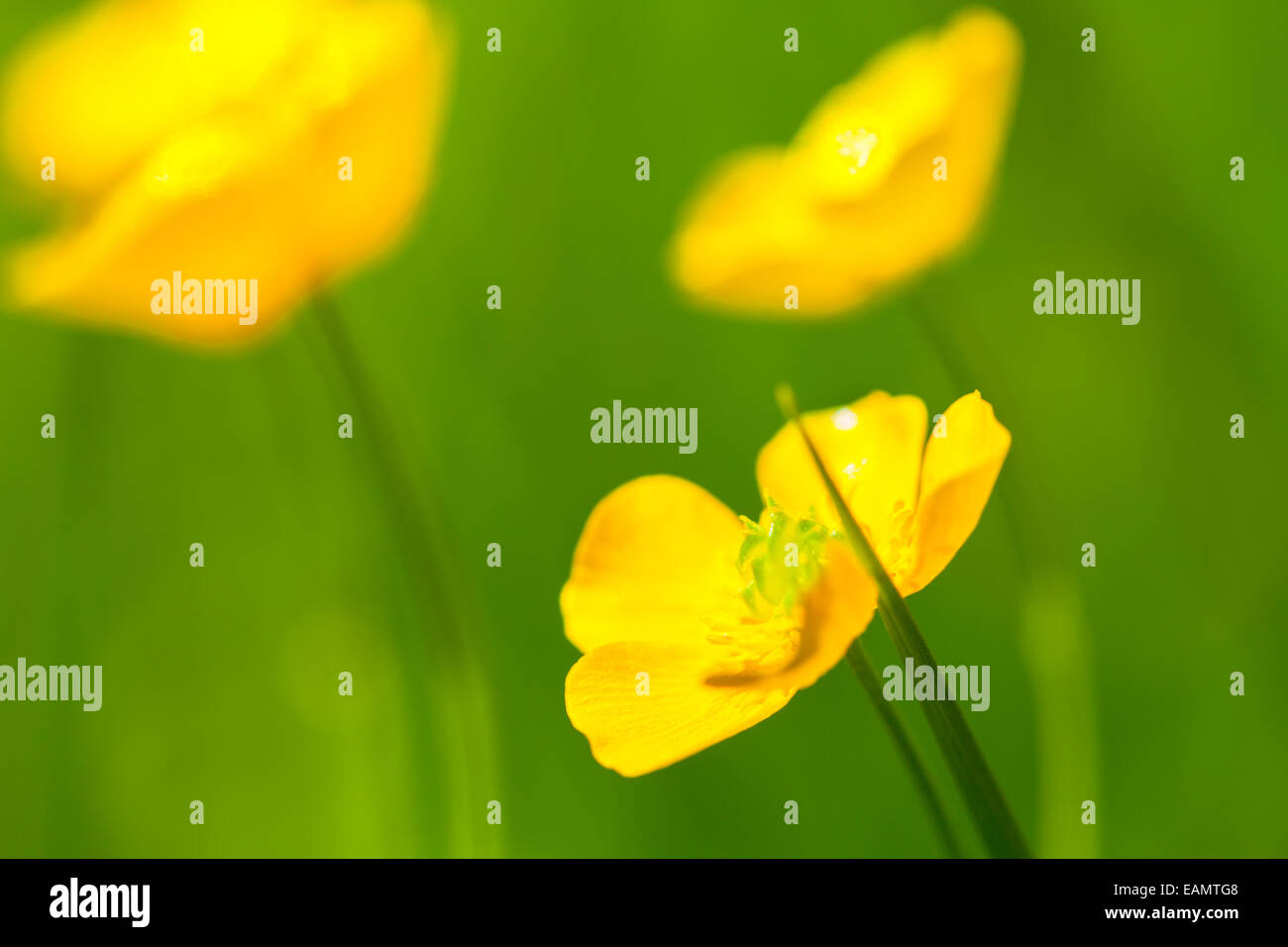 Ripresa macro di fiori di prato, la bassa profondità della messa a fuoco Foto Stock