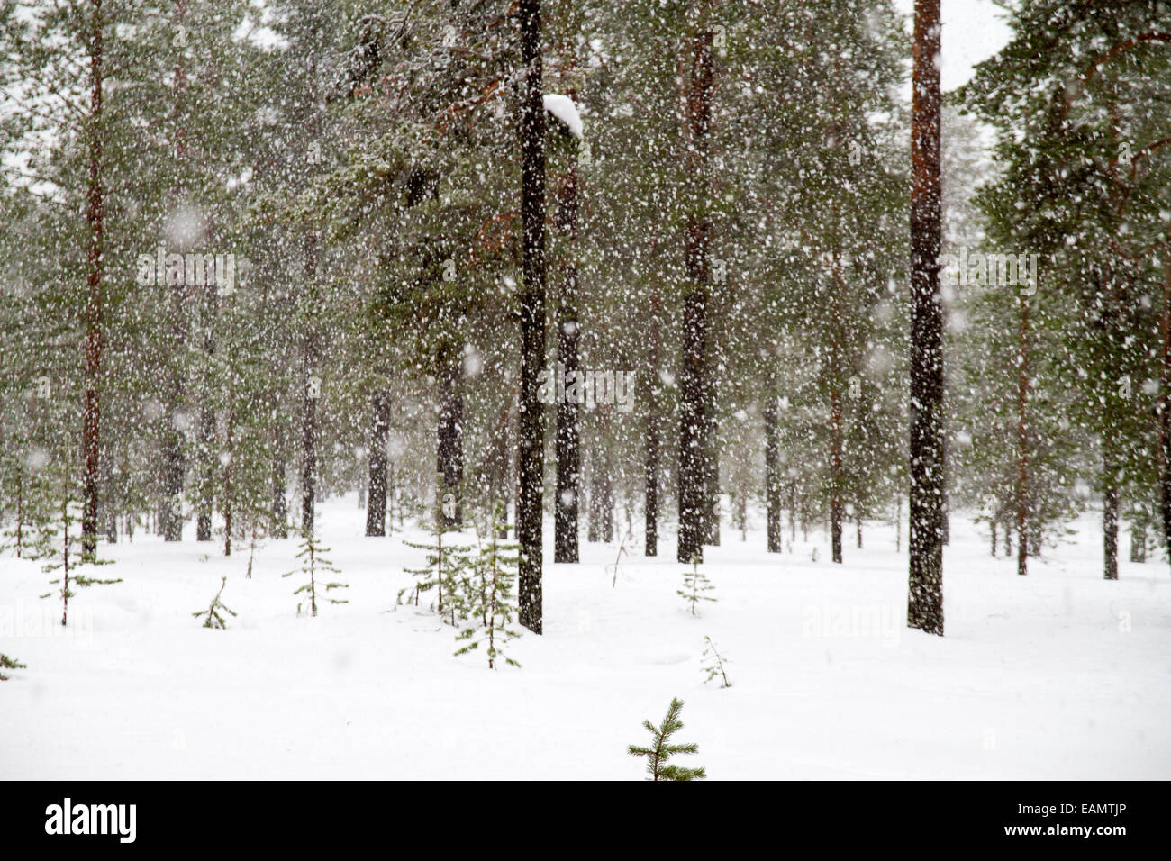 Nevicata in una foresta in Ylass, Lapponia Foto Stock