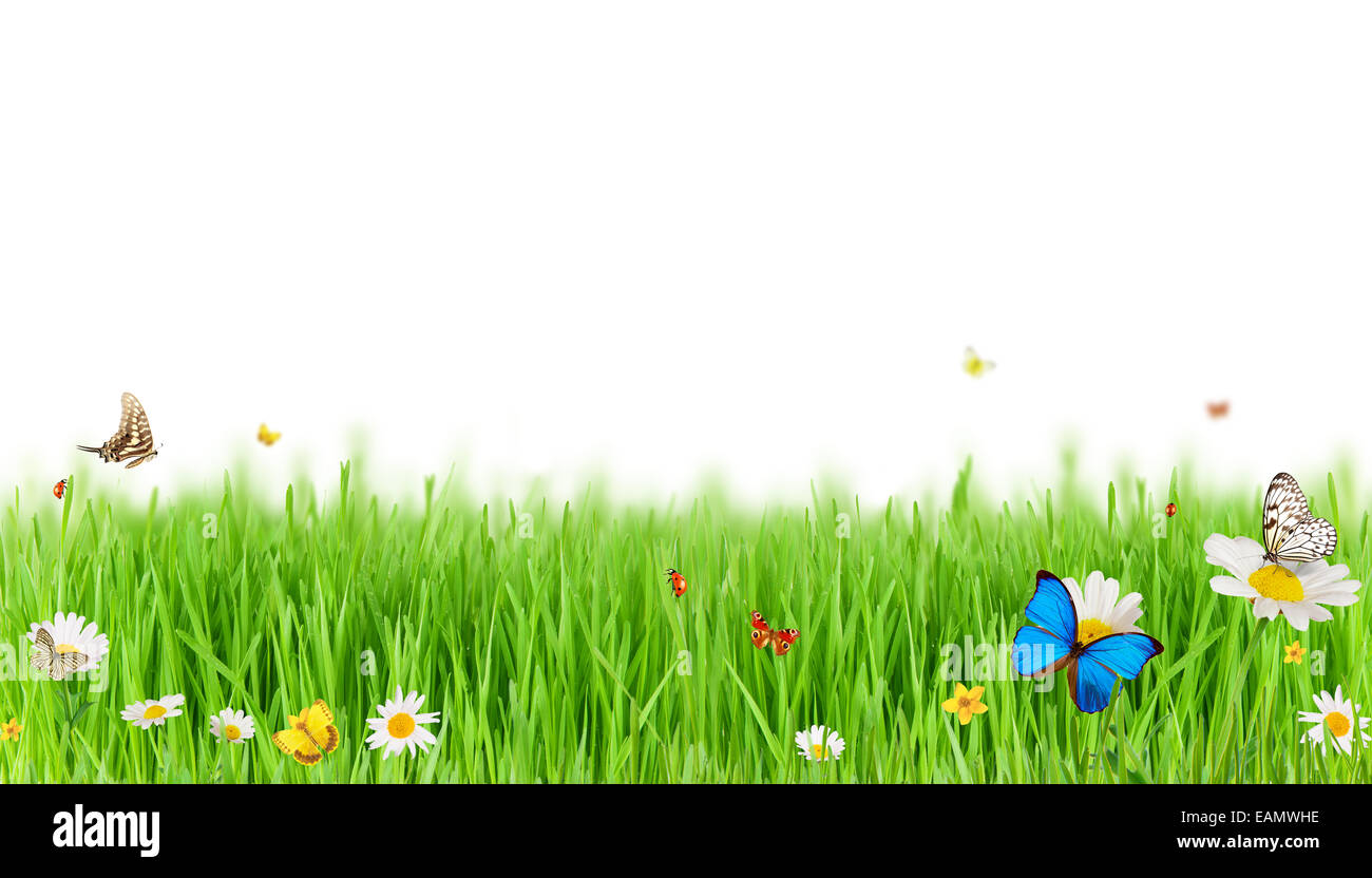 Pasqua Primavera Prato Con Farfalle Isolati Su Sfondo Bianco Foto Stock Alamy
