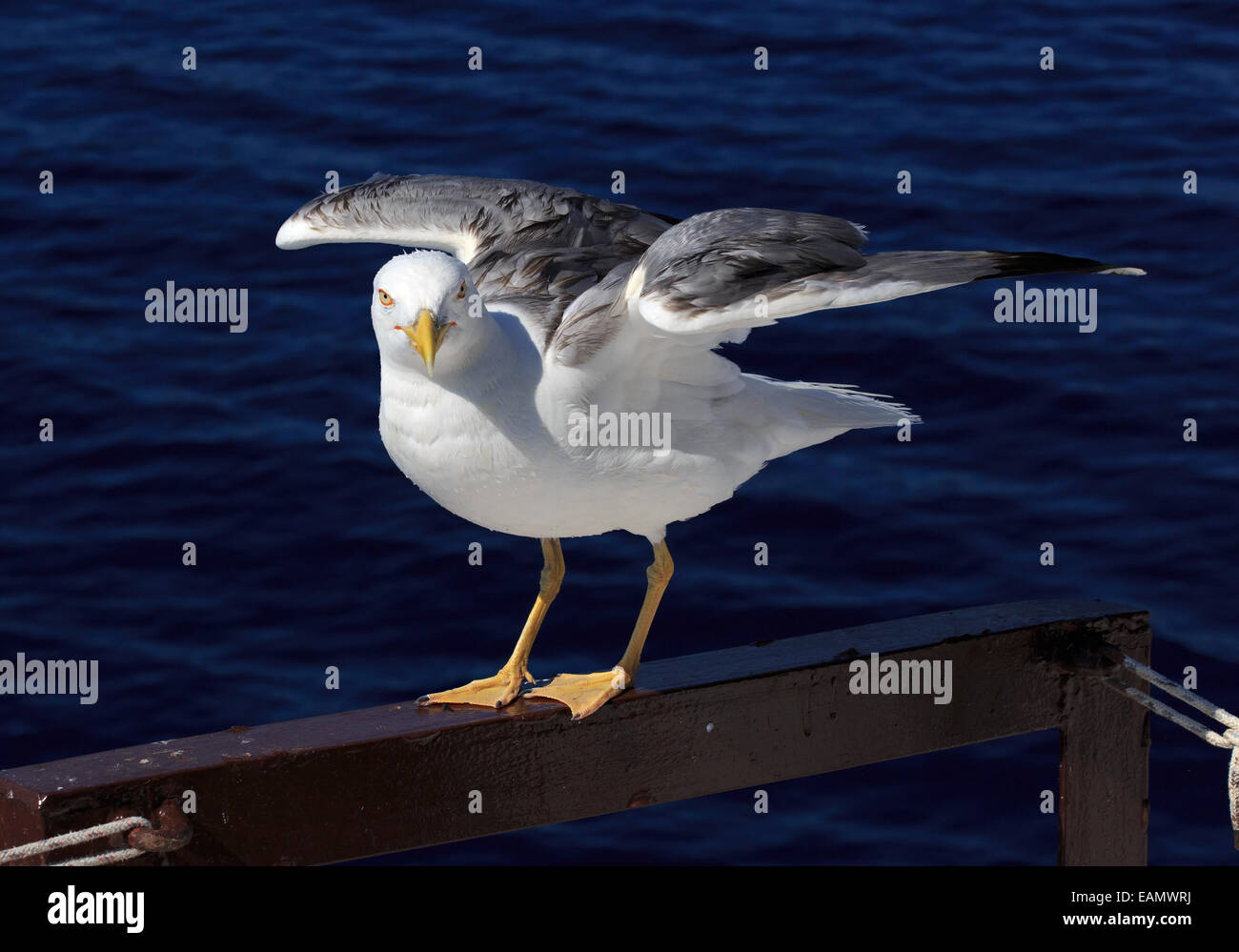 Giallo-gabbiano zampe su uno sfondo di mare Foto Stock