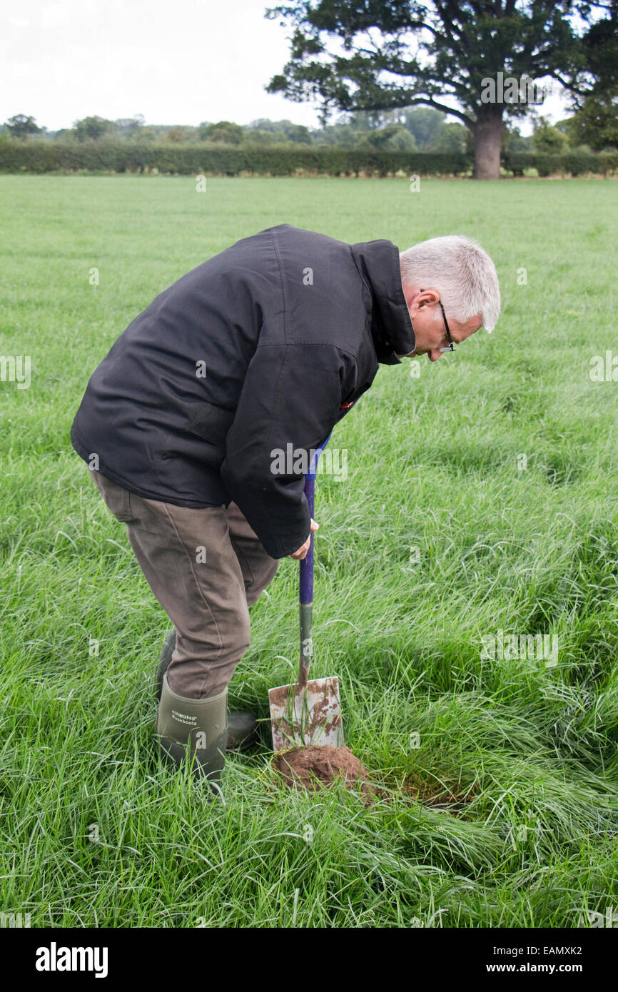 Un agricoltore di scavare un buco per controllare la salute e la struttura del suo terreno in un campo di erba in estate, REGNO UNITO Foto Stock
