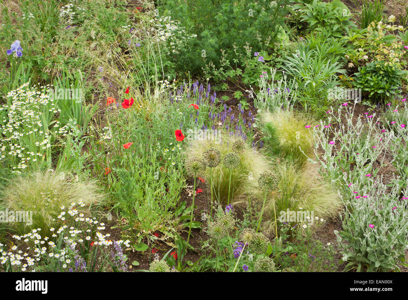 La naturale, piantando mescolato in un giardino anteriore include il papavero, allium, iris, erbe e Lychnis coronaria, Muswell Hill, London REGNO UNITO Foto Stock