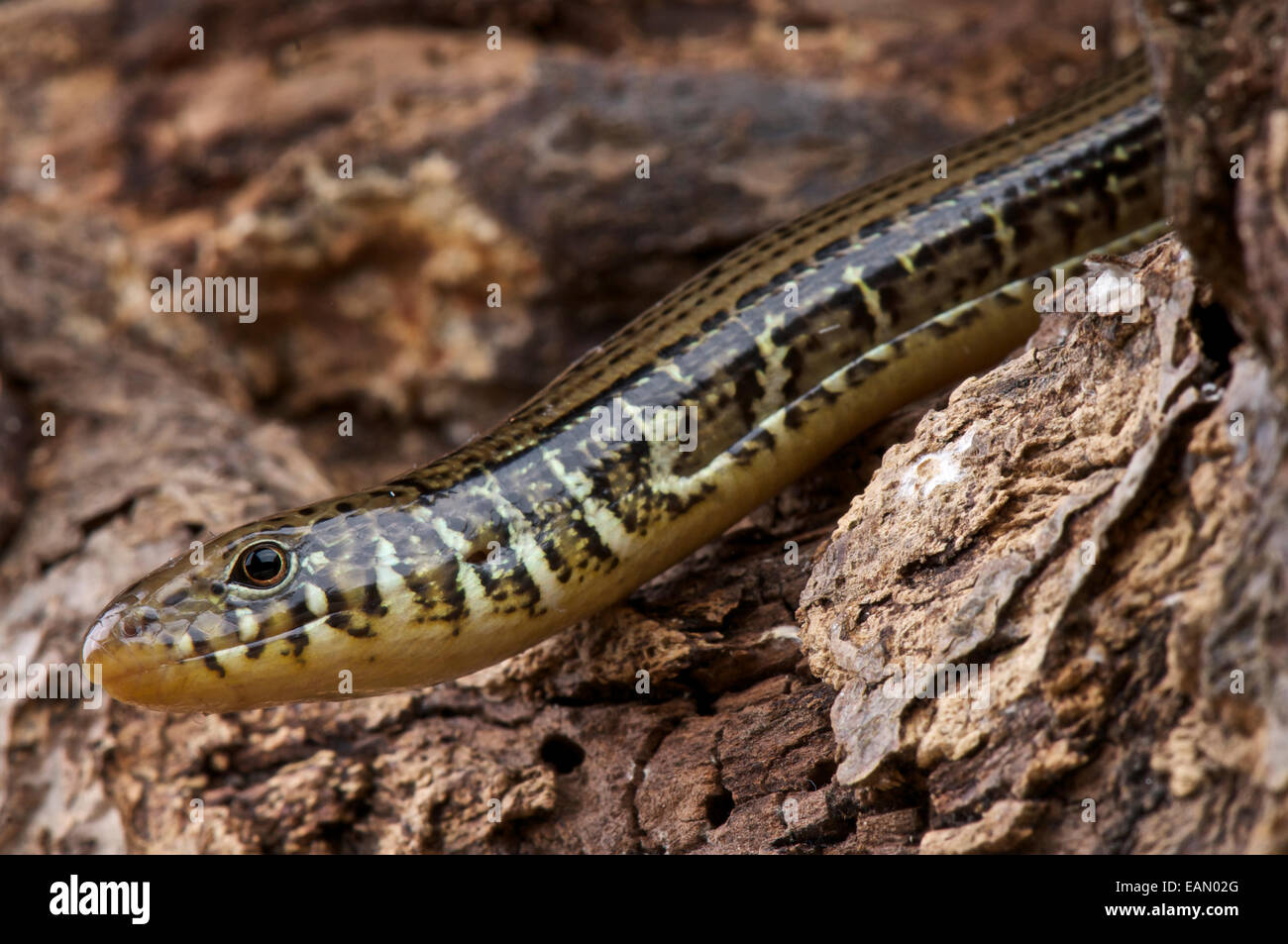 Vetro orientale lizard (Ophisaurus ventralis) Foto Stock