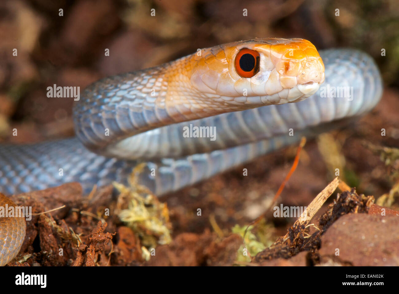 Taipan / Oxyuranus scuttellatus Foto Stock