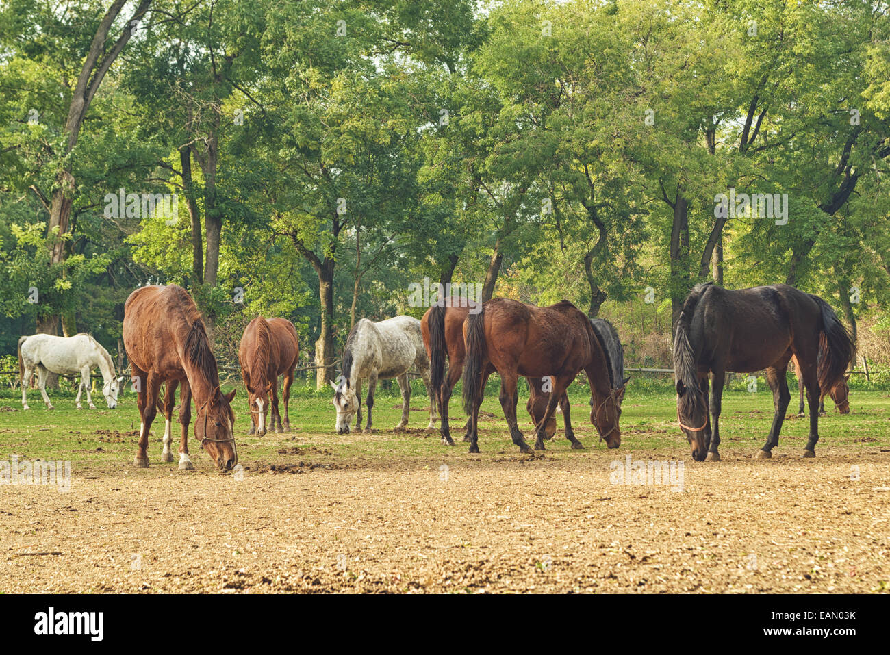 Allevamento di cavalli al pascolo in agriturismo ranch in autunno la luce diurna Foto Stock