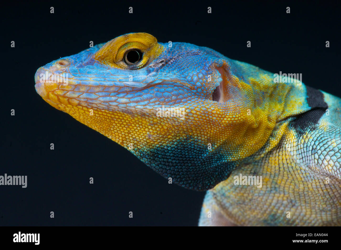 Baja blue rock lizard / Petrosaurus thalassinus Foto Stock