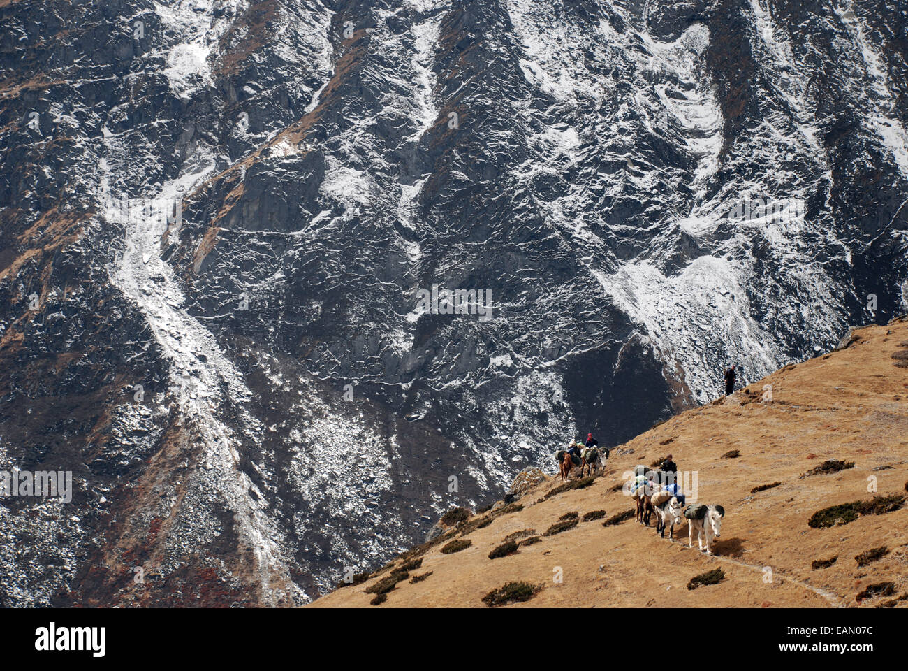 Pony portare bagagli su un alto sentiero di singalila ridge in Himalaya dello stato indiano del Sikkim Foto Stock