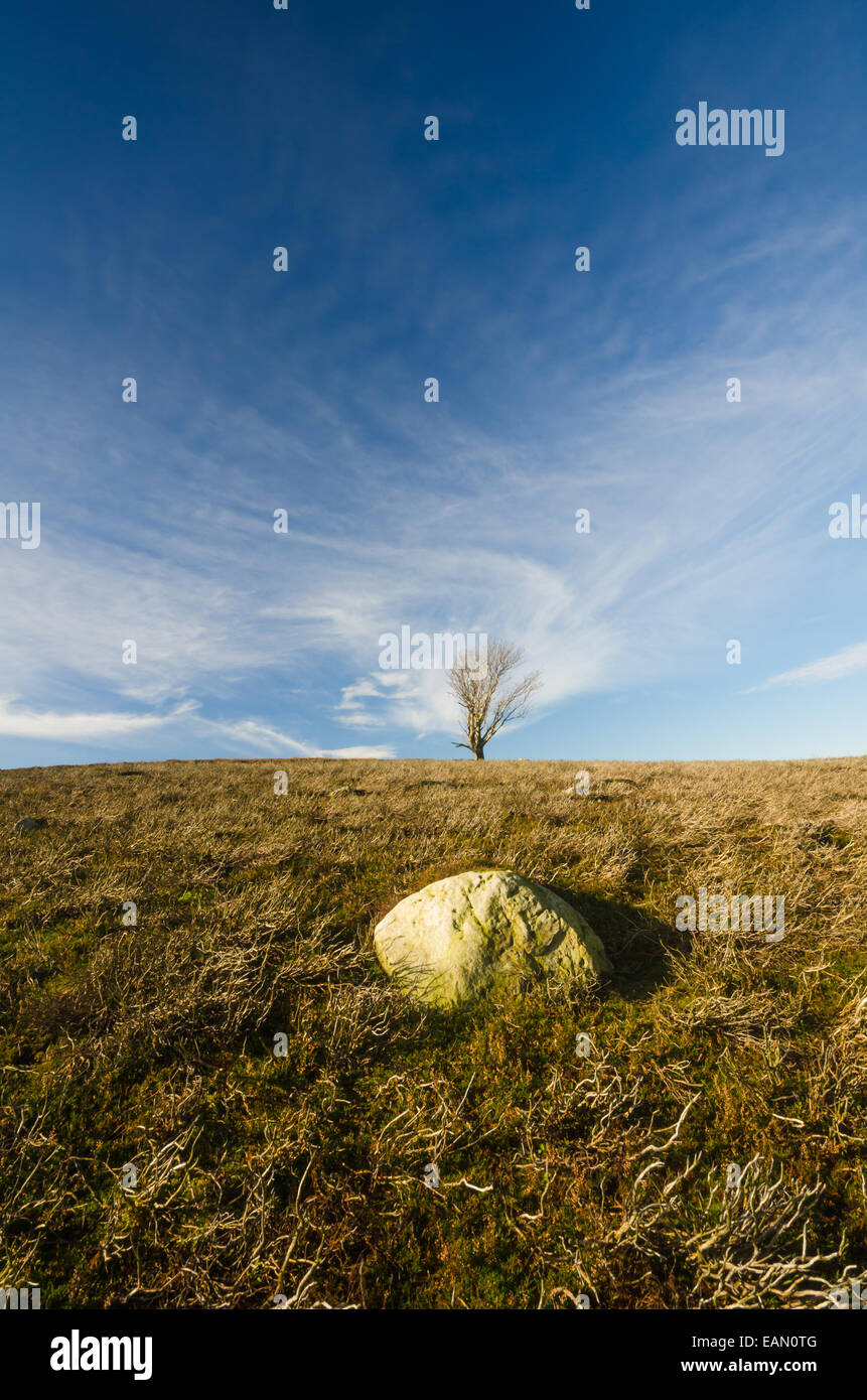 Lone Tree & Rock Foto Stock