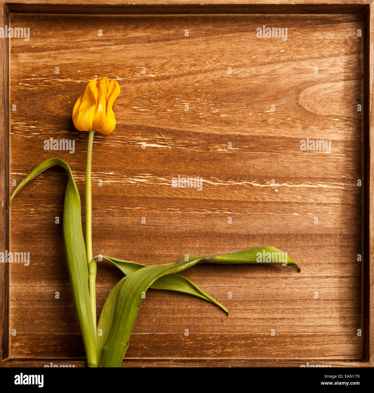 Tulipano giallo in una scatola di legno Foto Stock