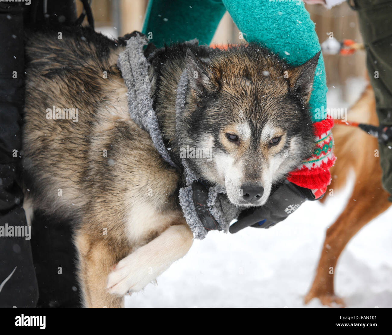 Huski farm - Lapponia Finlandia Foto Stock