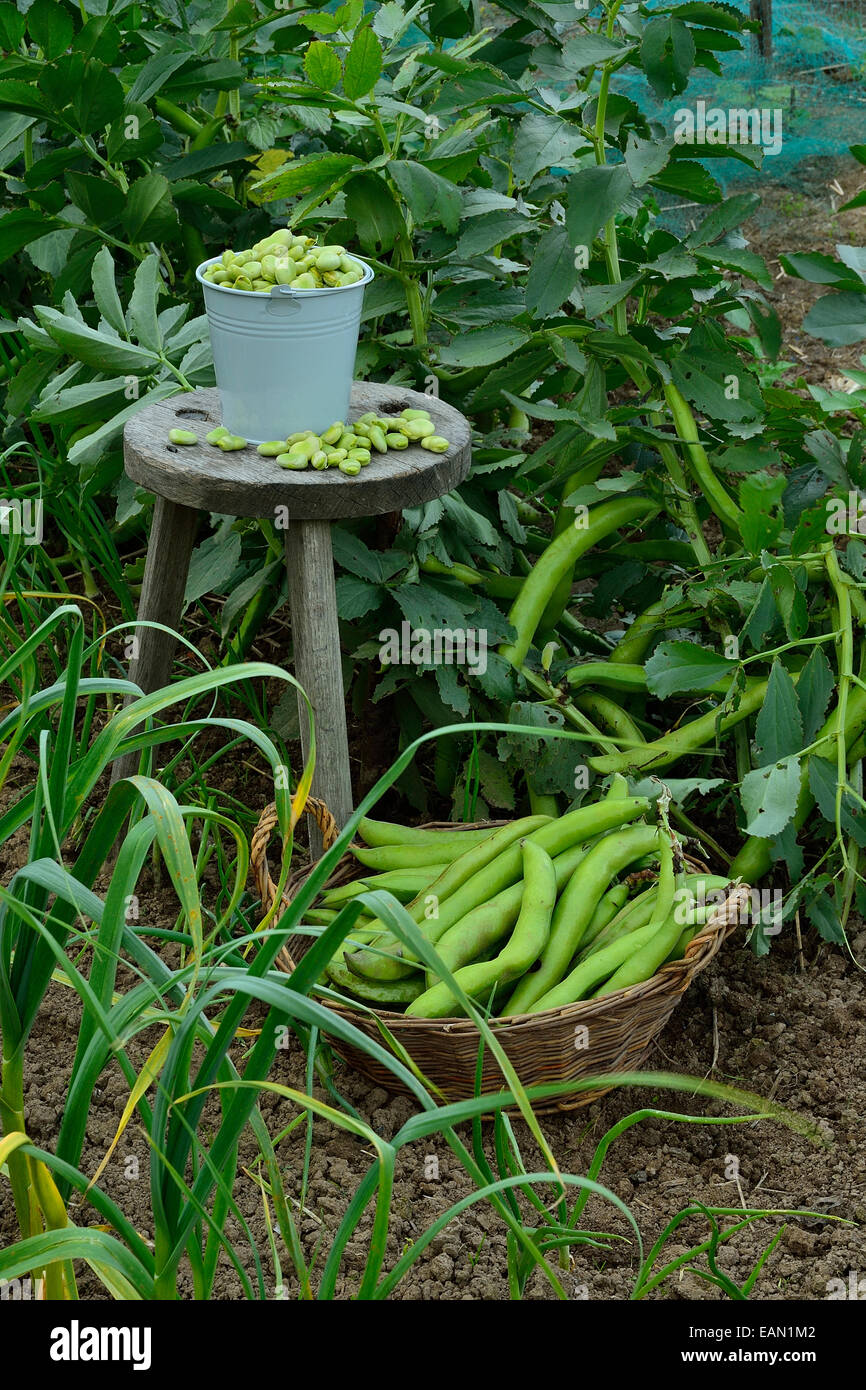 Appena raccolto di Fave (Vicia faba) home garden Foto Stock