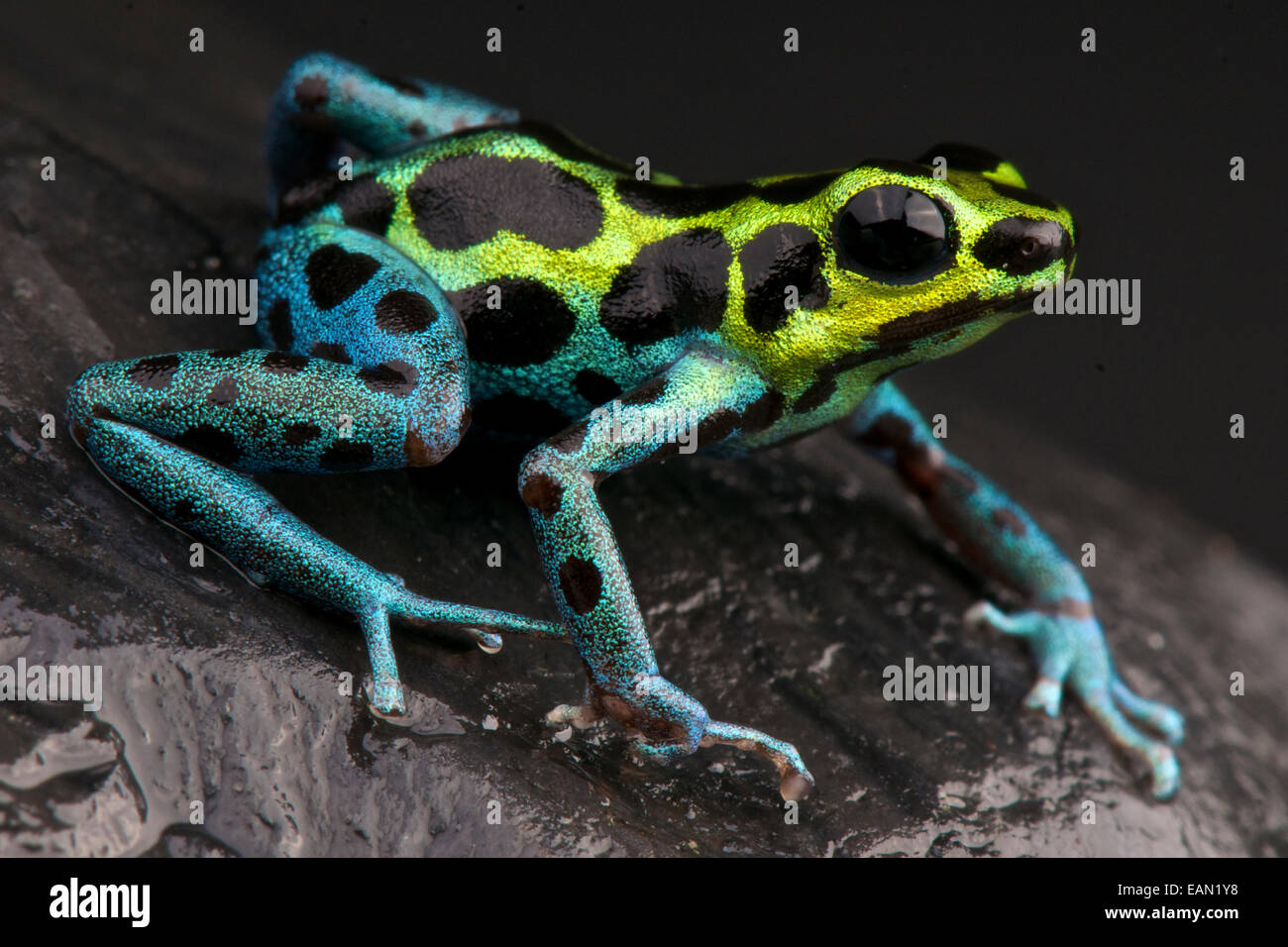 Avvistato dart frog / Ranitomeya variablis Foto Stock