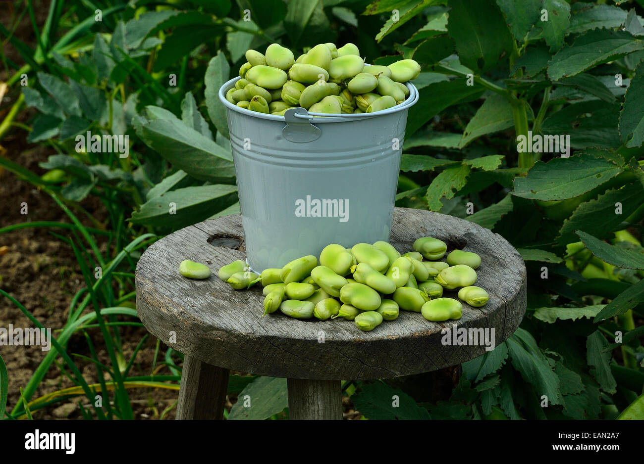 Raccolte le Fave (Vicia faba), orto. Foto Stock