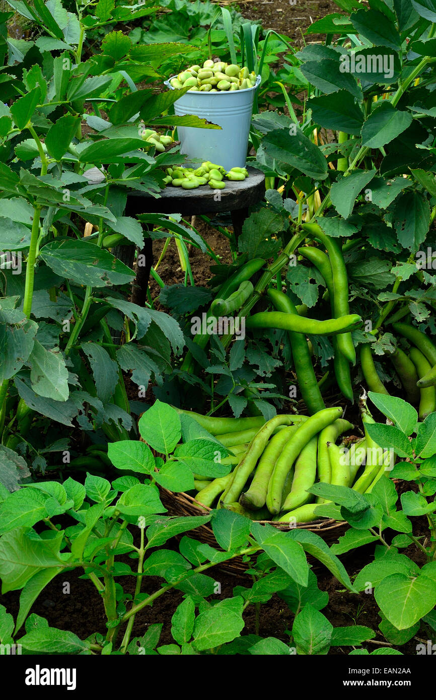 Appena raccolto di Fave (Vicia faba) home garden Foto Stock