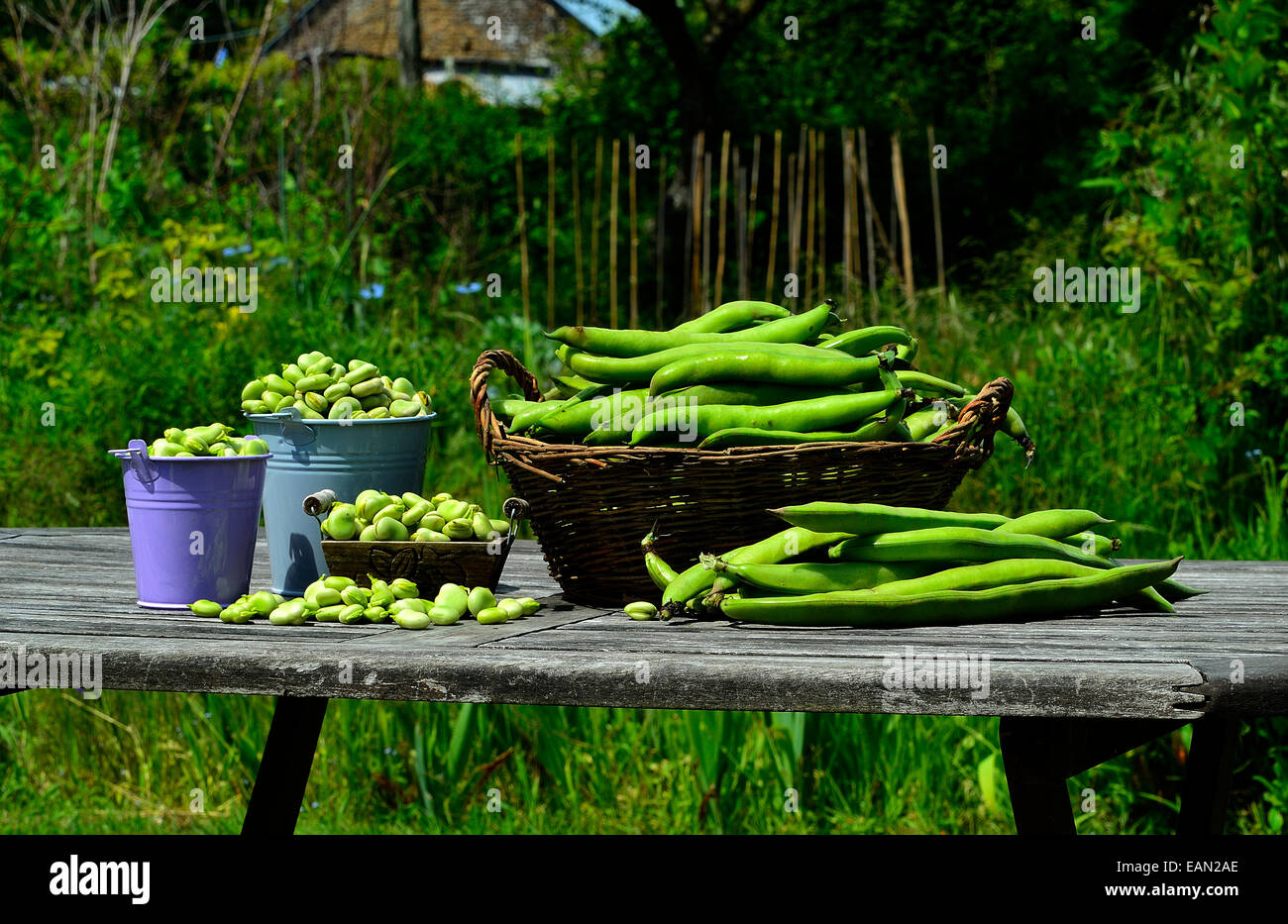 Raccolte di Fave (Vicia faba) home garden Foto Stock