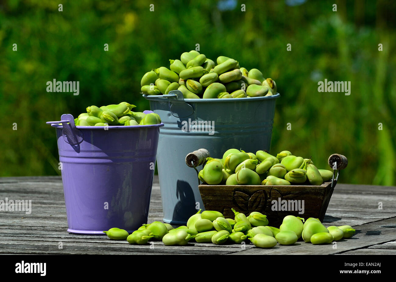 Appena raccolto di Fave (Vicia faba) home garden Foto Stock