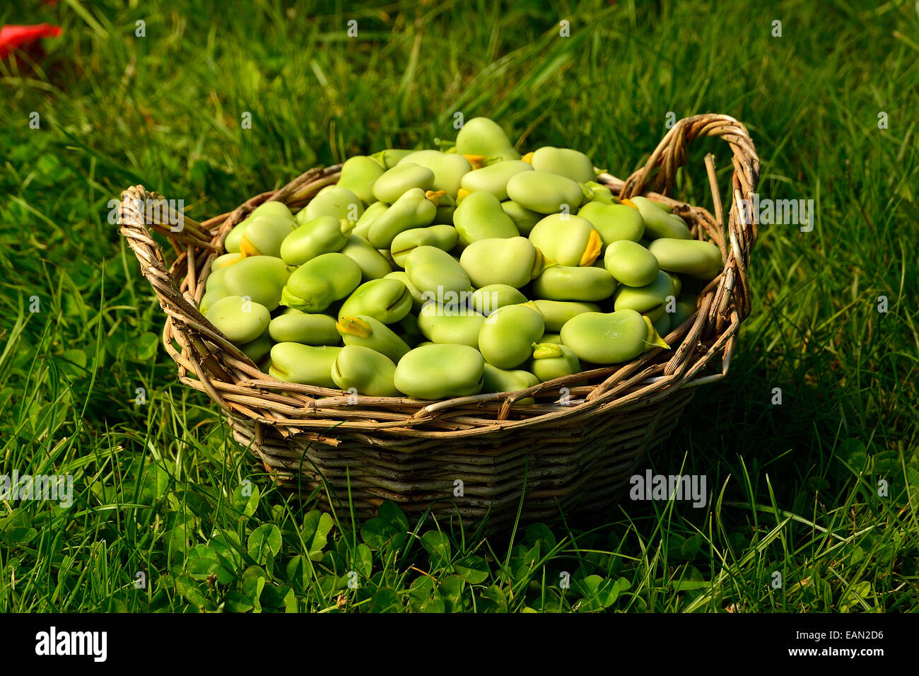 Raccolte di Fave (Vicia faba) in un cestello, in un orto. Foto Stock