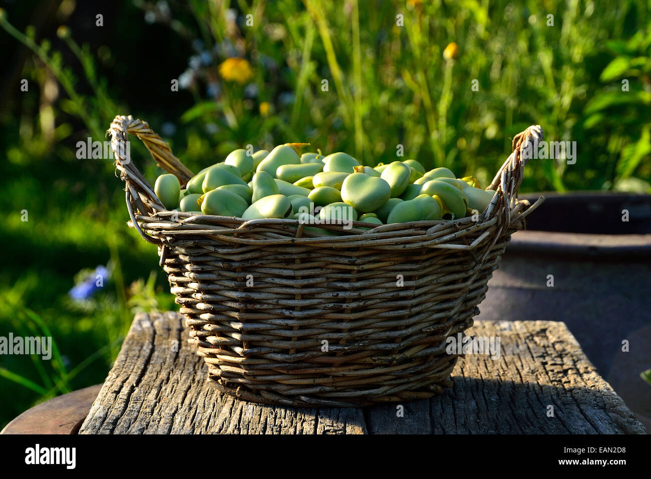 Raccolte di Fave (Vicia faba) in un cestello, in un orto. Foto Stock