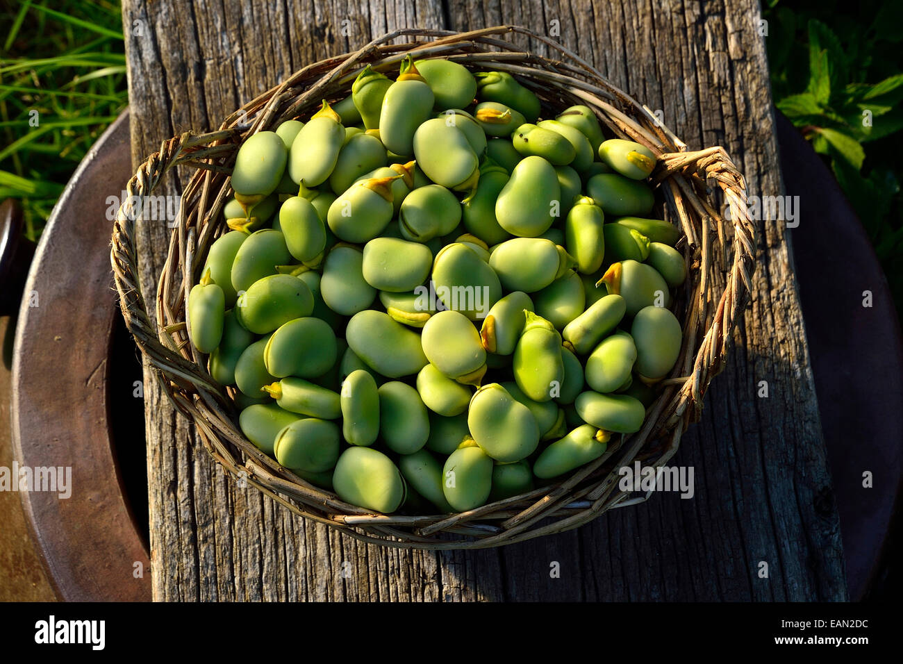 Raccolte le Fave (Vicia faba) in un cestello, in un orto. Foto Stock
