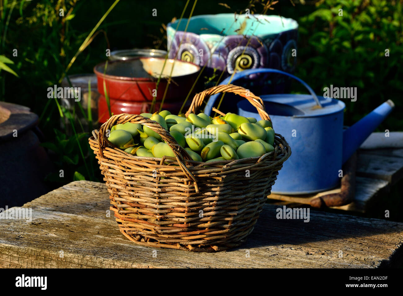 Raccolte le Fave (Vicia faba) in un cestello, in un orto. Foto Stock