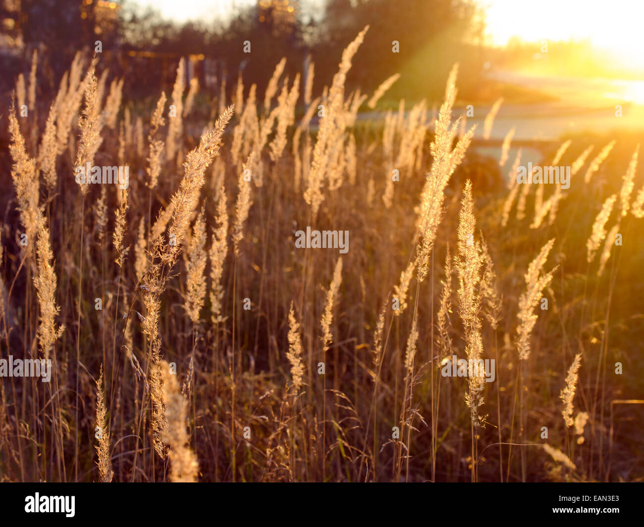 Spikelets di erba luminosamente illuminata dal sole di setting Foto Stock