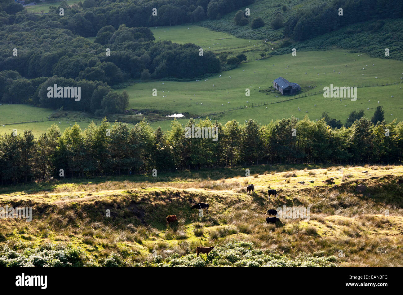 Bestiame e pecore al pascolo in una verde paesaggio estivo in Inghilterra settentrionale. Foto Stock