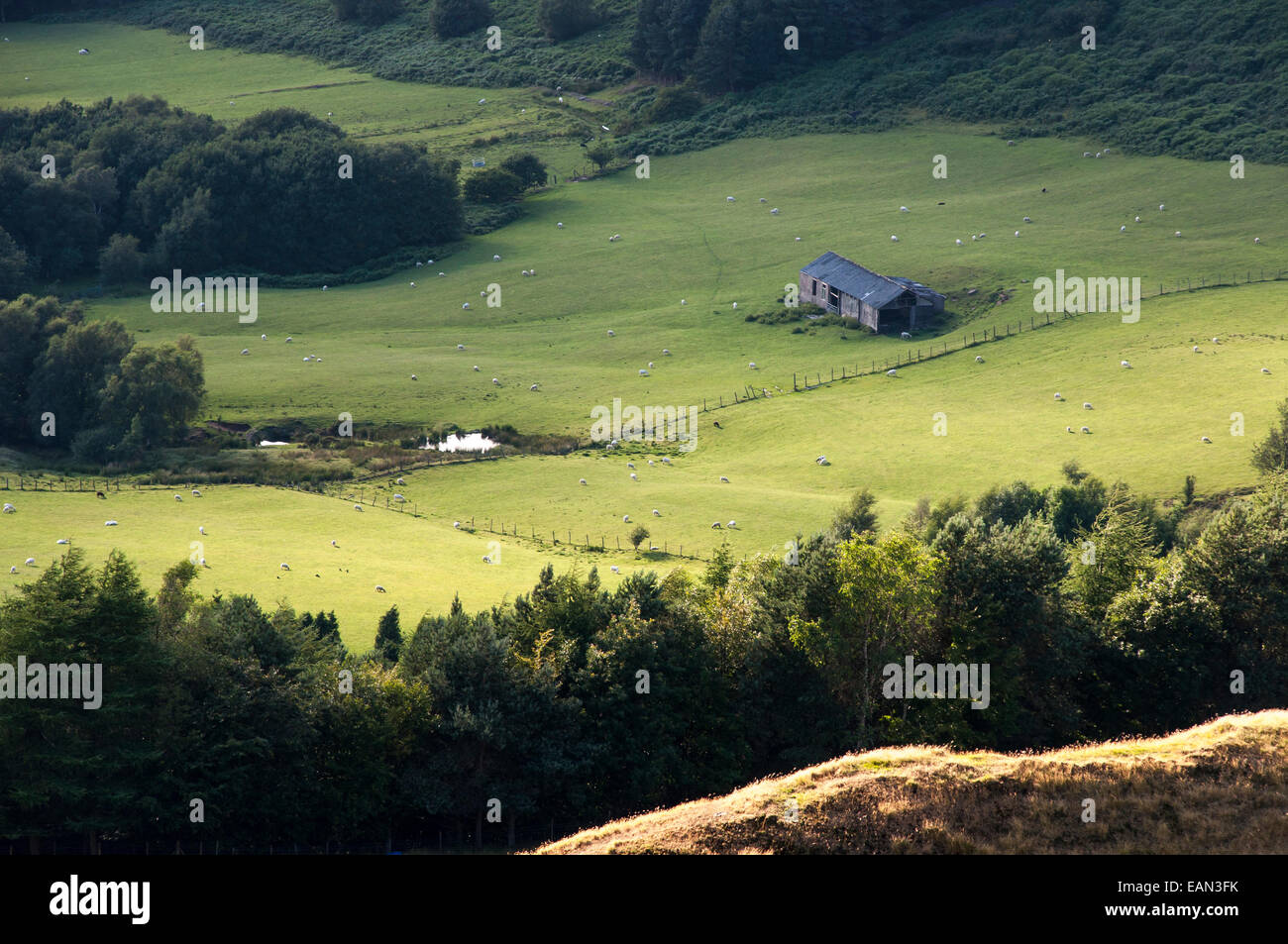 Pecore al pascolo in un prato verde come visto dal bordo Coombes in Charlesworh, Derbyshire. Un Fienile Rustico e gruppi di alberi. Foto Stock