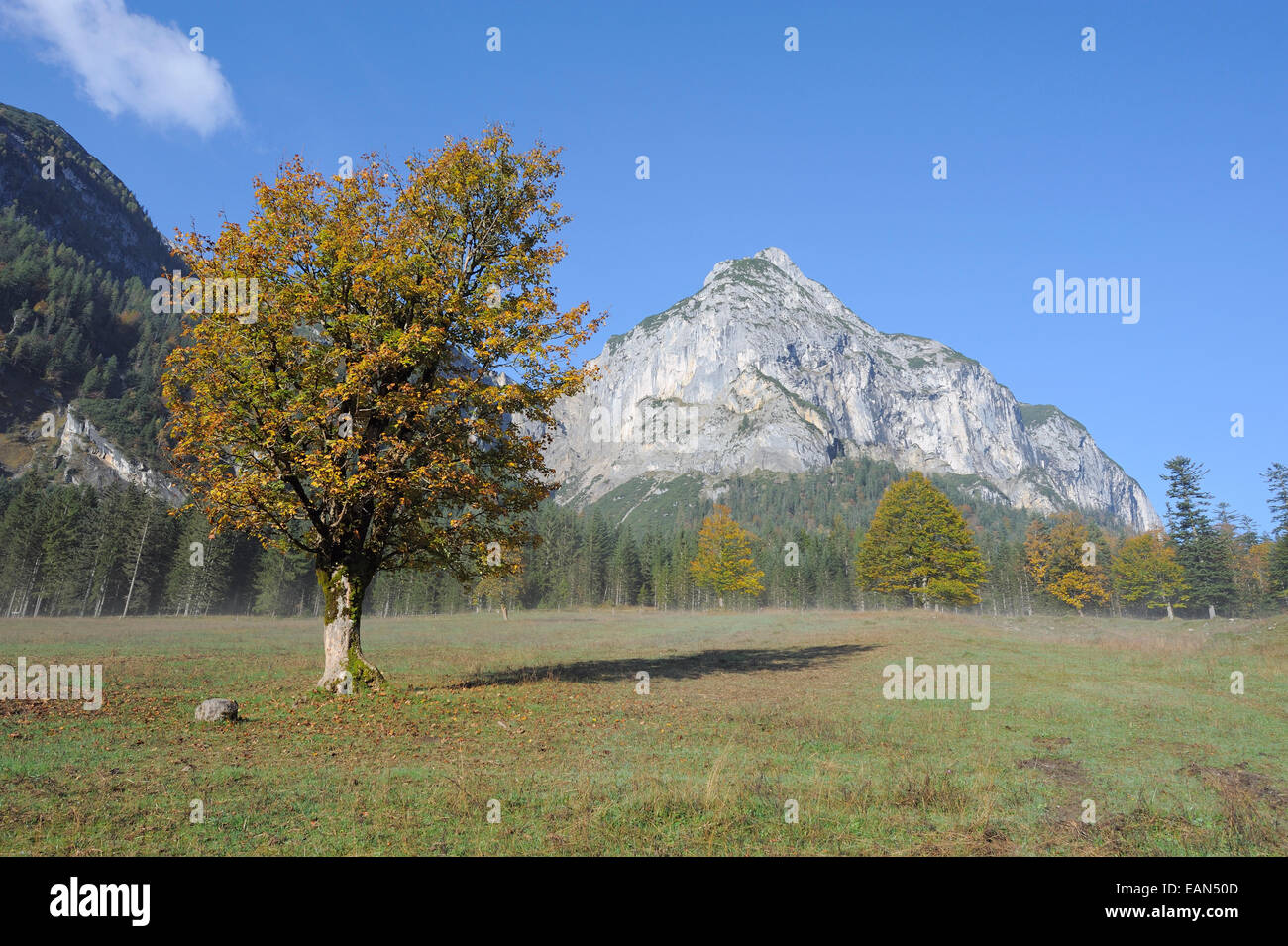 Albero con foglie di autunno, caduta foglie e montagna - Karwendel, Hinterriss, Eng, Austria Foto Stock