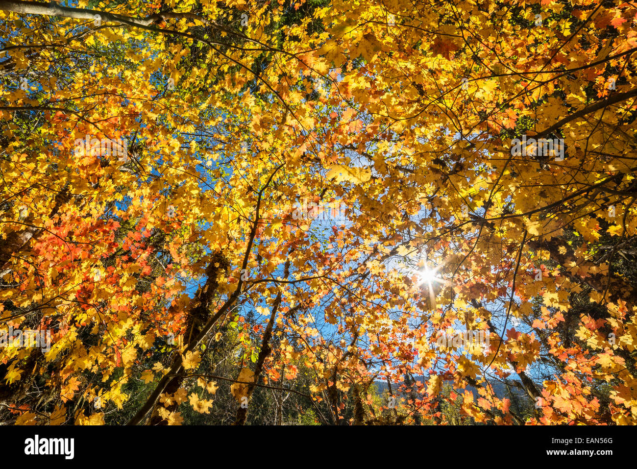 Vite alberi di acero in autunno a colori su North Fork Trail; North Fork delle forche centrale sul fiume Willamette, Willamette National Forest, Foto Stock