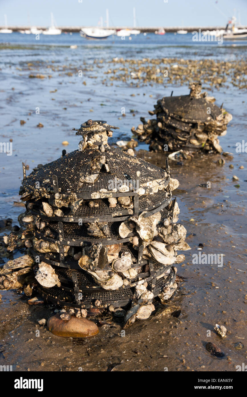 Oyster acquacoltura " Cina Caps' nella baia di Cape Cod utilizzato per raccogliere le larve dalla deposizione delle uova ostriche per uso da parte dell'acquacoltura agricoltura. Foto Stock