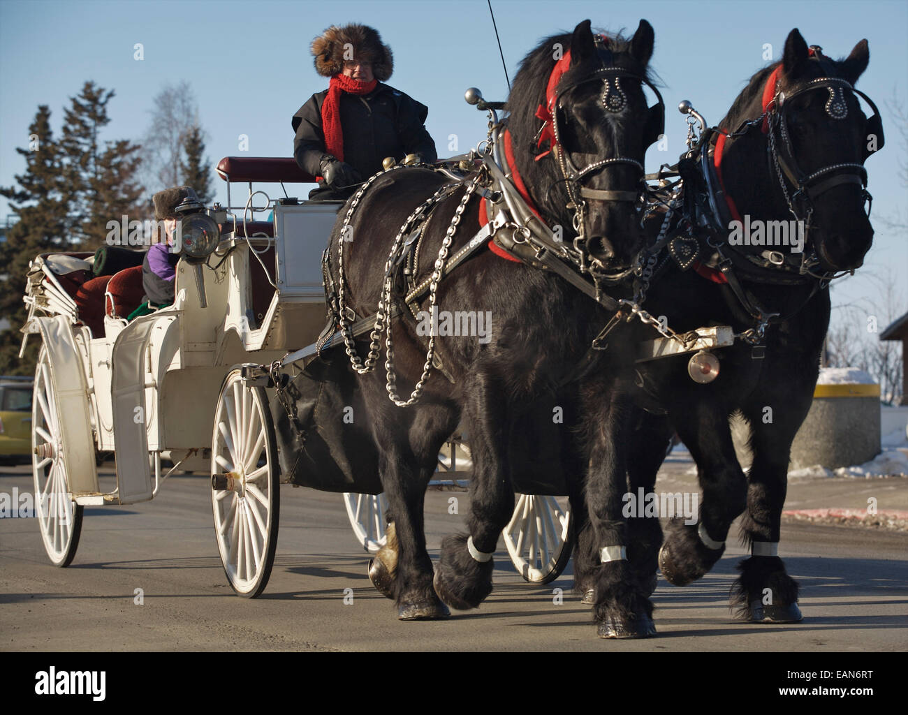 Cavallo e buggy passeggiate nel centro cittadino di Anchorage in Alaska, durante la pelliccia Rendezvous Foto Stock