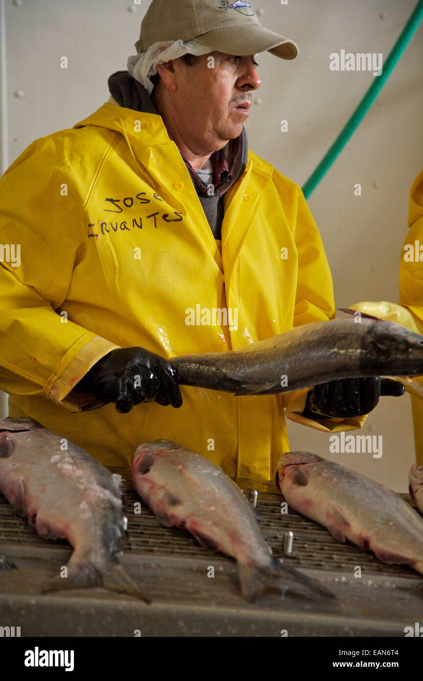 Selezionatore di pesce a Peter Pan Seafoods, Dillingham, Western Alaska Foto Stock